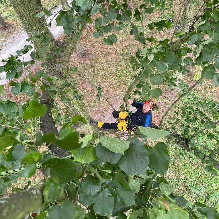 boomverzorging heist op den berg boomchirurg bjorn palinckx